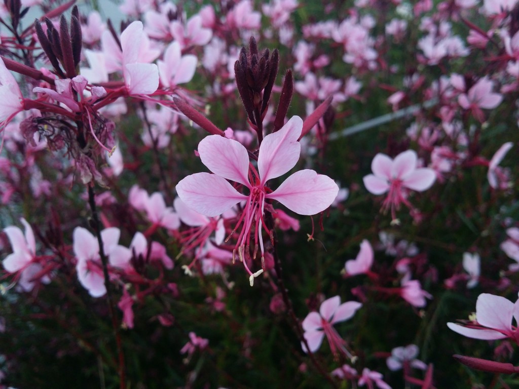 20130962 SeoheeLee.jpg